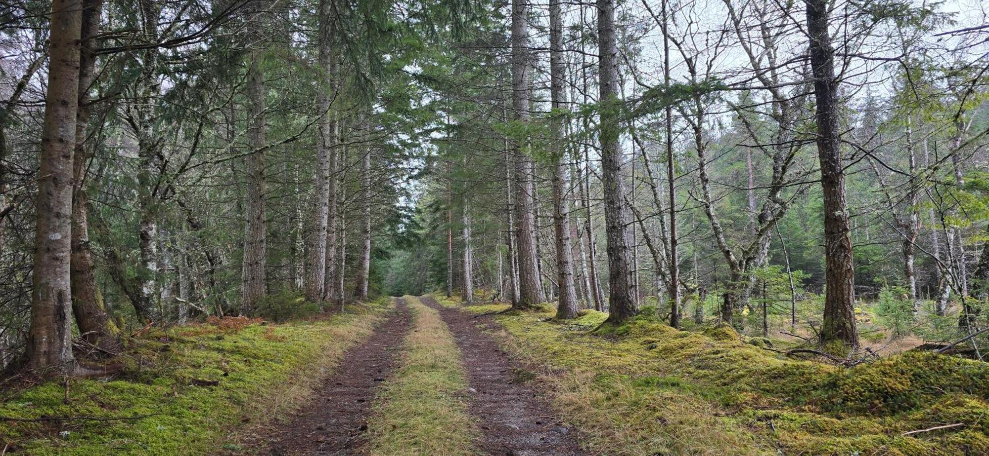 Beechwood Lodge Guesthouse Alness Eksteriør billede